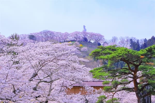 船岡城址公園　平和観音像と満開の桜